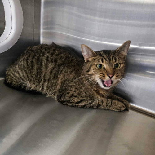 Laken, a cat for adoption from Maryville Alcoa Animal Rescue Center
