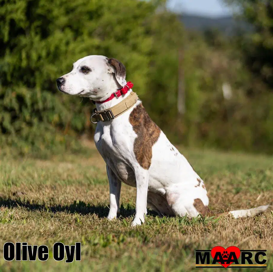 Olive Oyl - Pointer