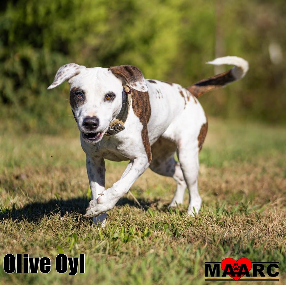 Olive Oyl