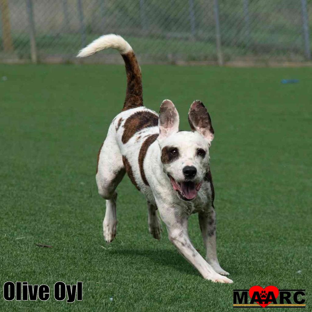 Olive Oyl, photo 3