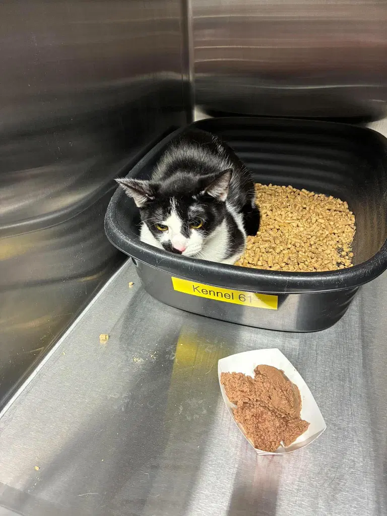 Malibu - Domestic Short Hair