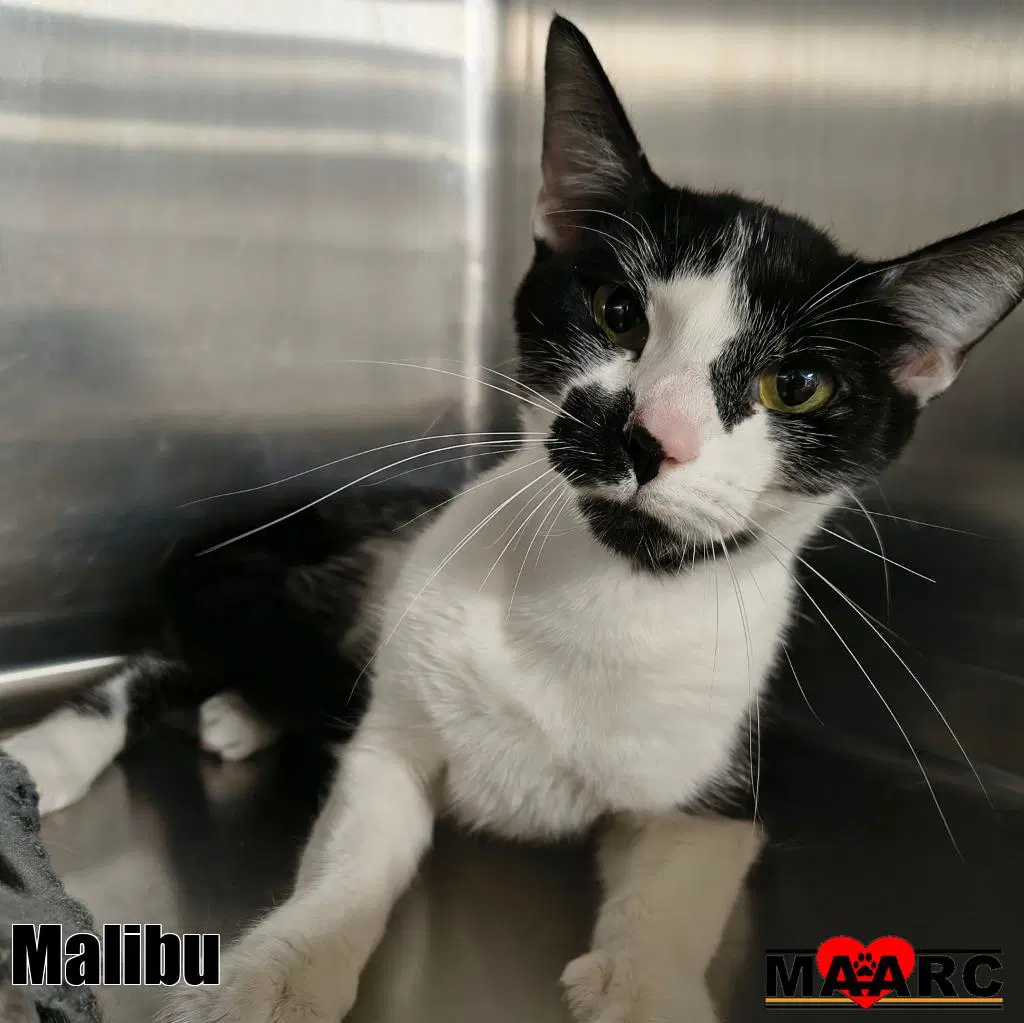 Malibu - Domestic Short Hair