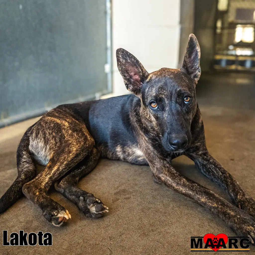Lakota - Dutch Shepherd