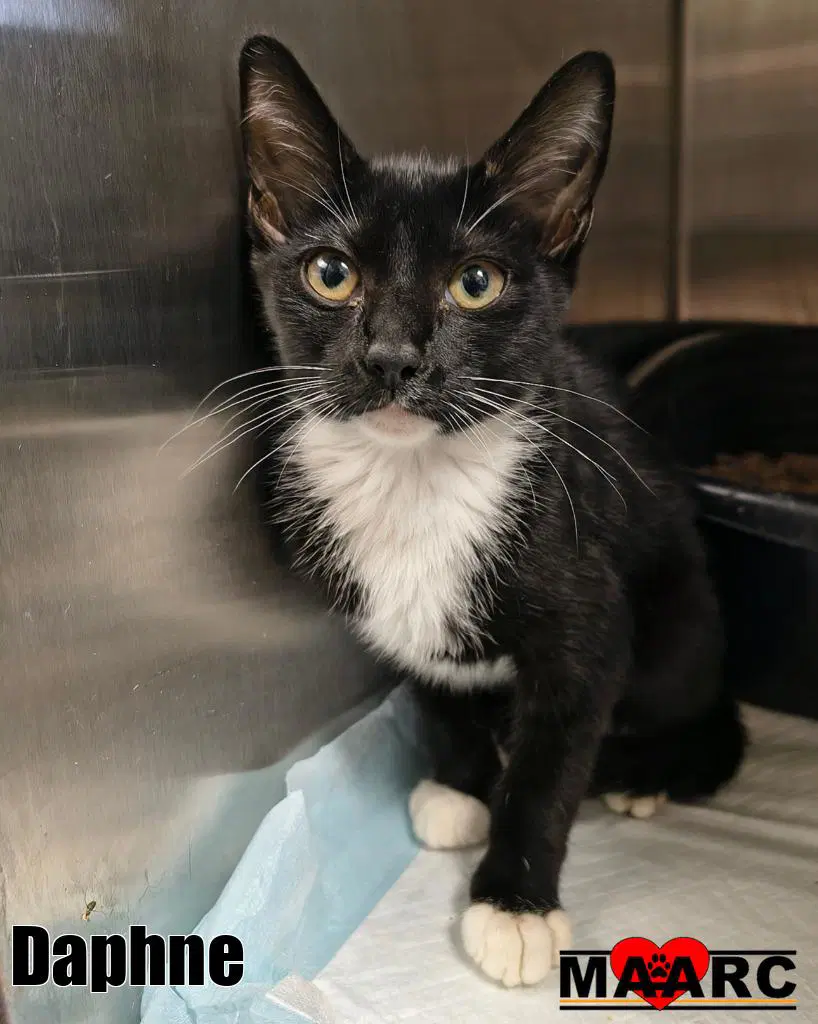 Daphne - Domestic Short Hair