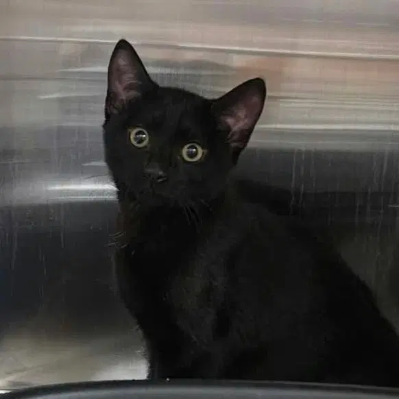 Orzo - Domestic Short Hair