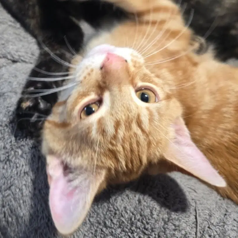 Rigatoni - Domestic Short Hair