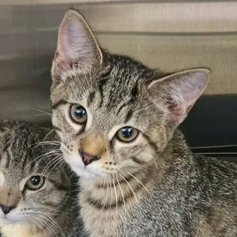 Penne - Domestic Short Hair