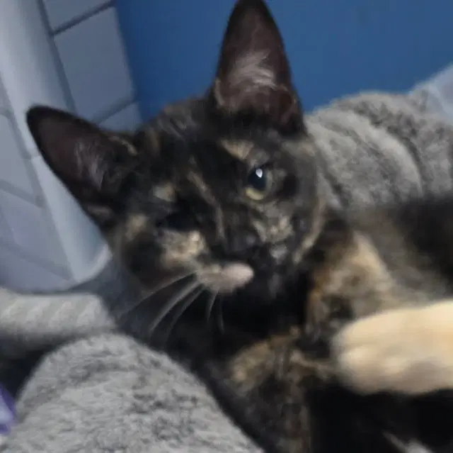 Ditalini - Domestic Short Hair