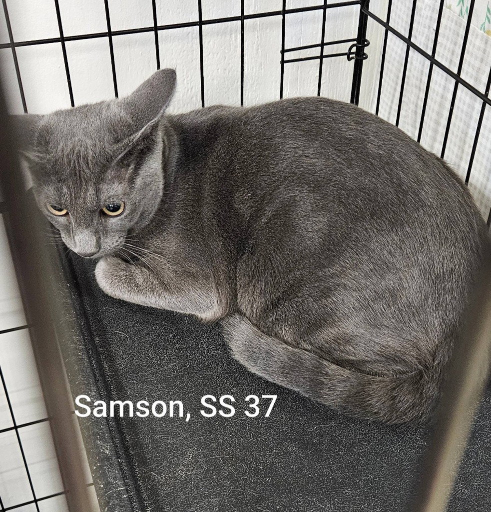 Samson