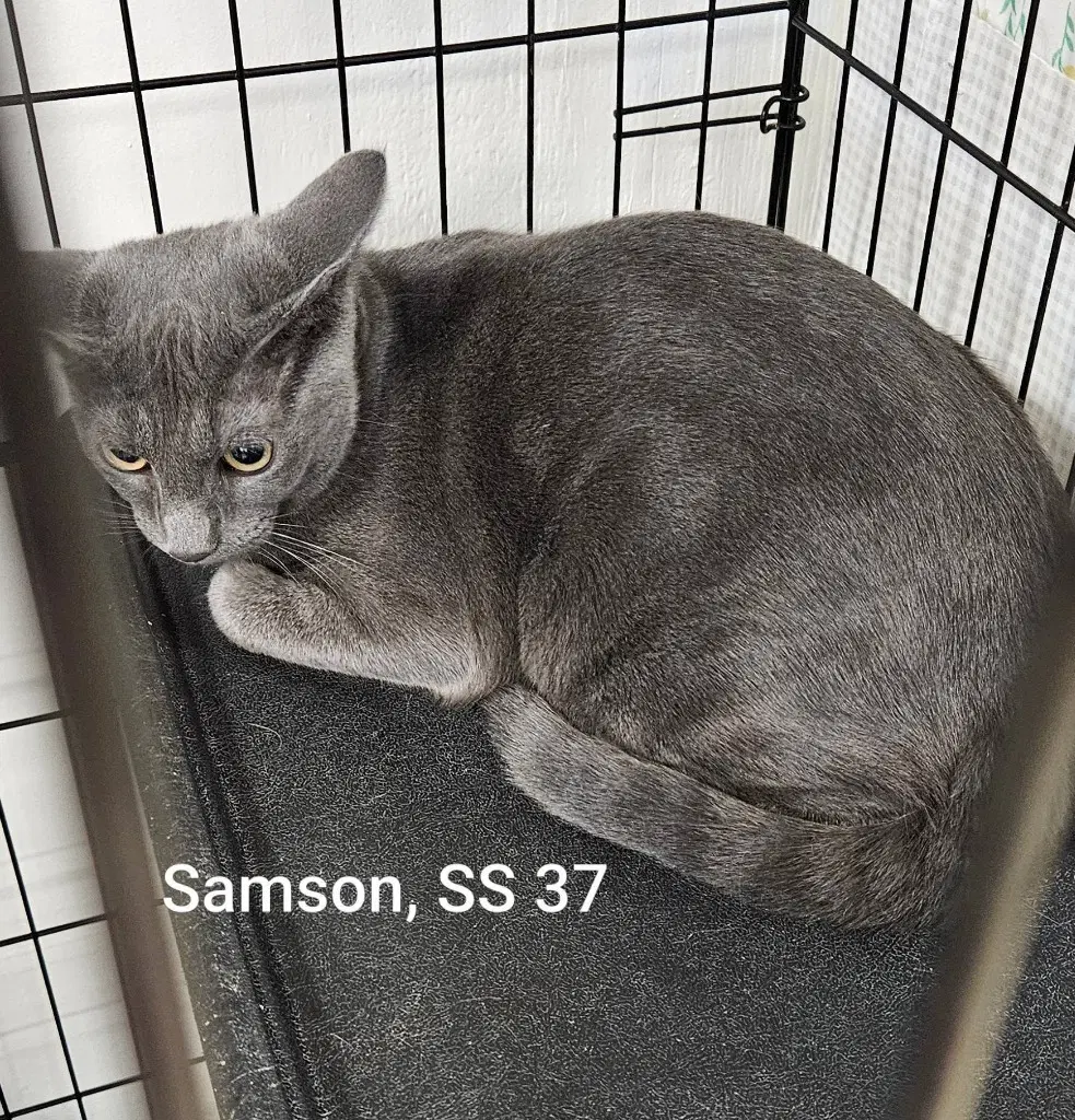 Samson - Domestic Short Hair