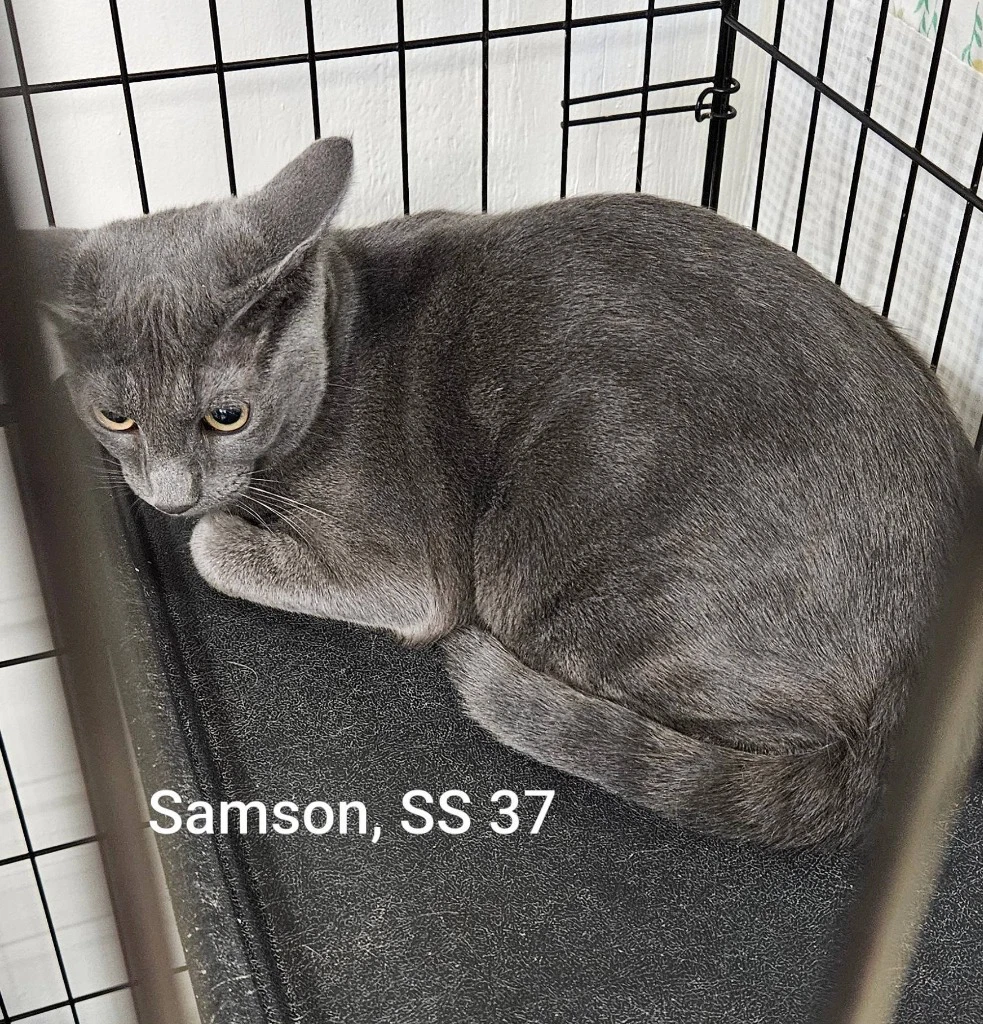 Samson