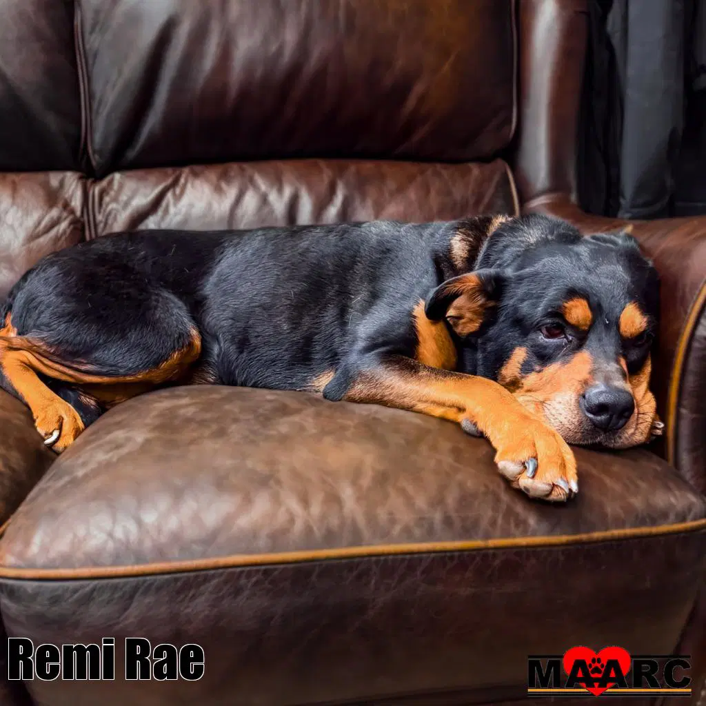 Remi Rae - Rottweiler