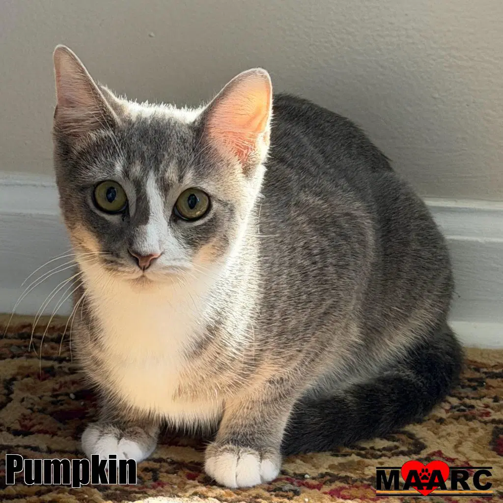 Pumpkin - Domestic Short Hair