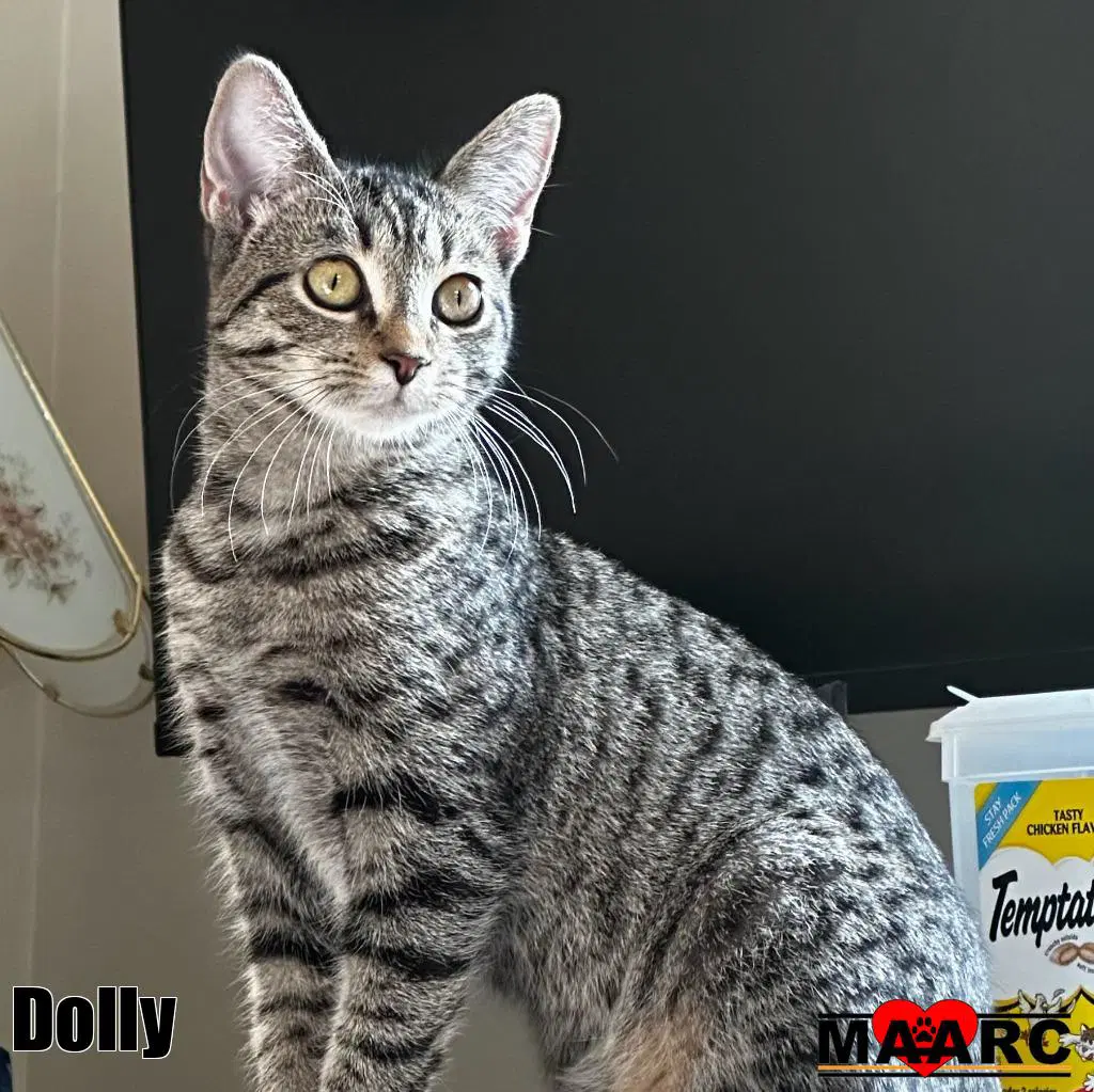 Dolly - Domestic Short Hair