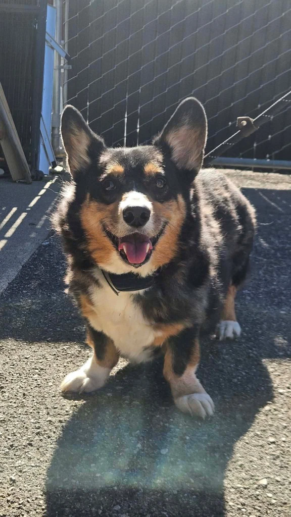 Scout