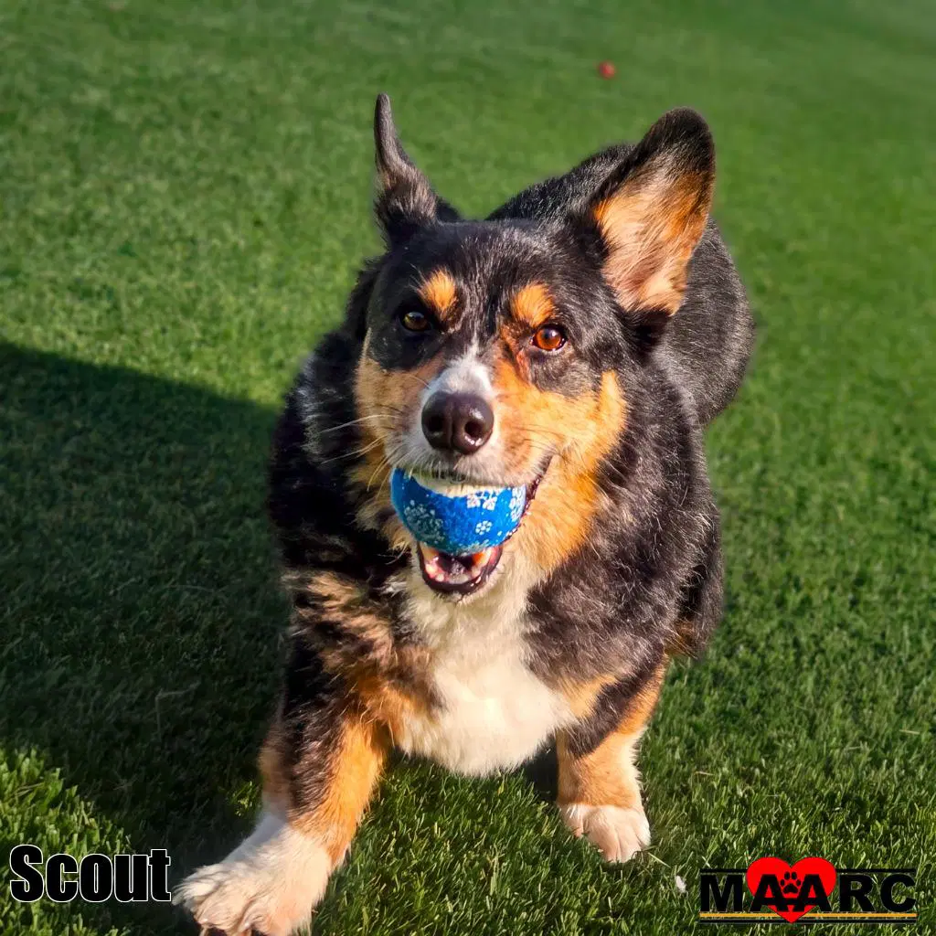 Scout - Corgi
