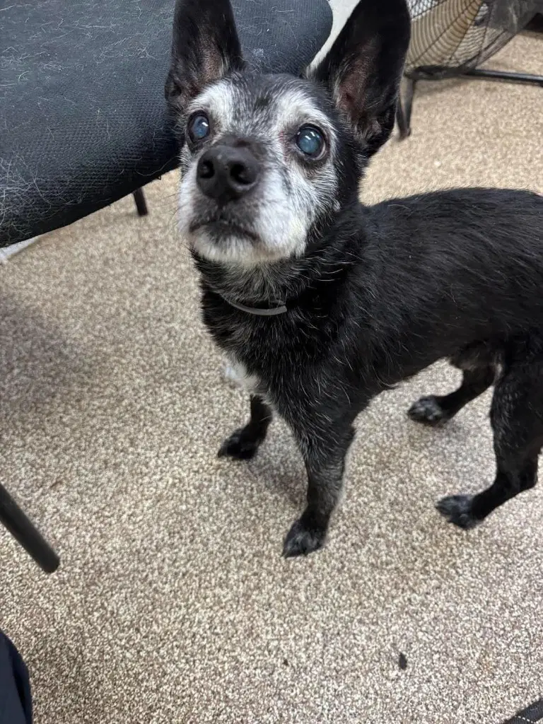 Fritz - Terrier