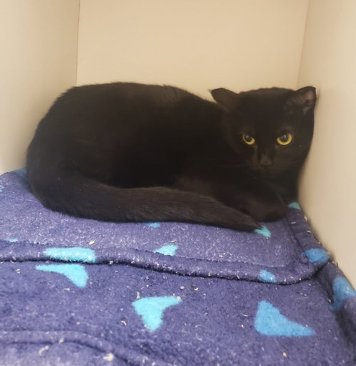 BARONESS - Bombay / American Shorthair available for adoption