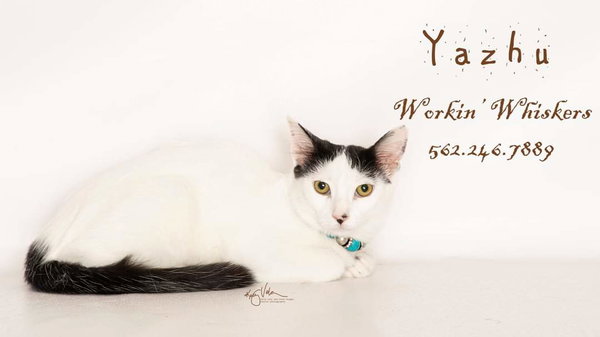 YAZHU