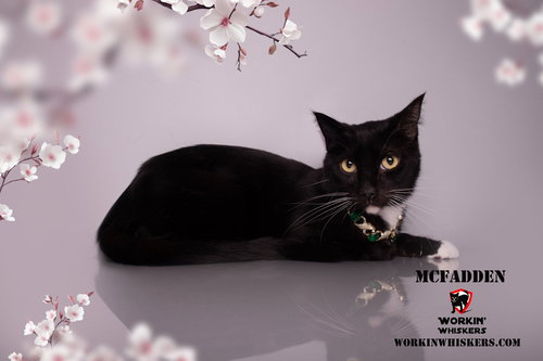 MCFADDEN - Domestic Short Hair / Tuxedo available for adoption