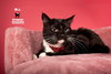 MJ - Photo 1