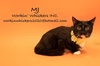 MJ - Photo 13