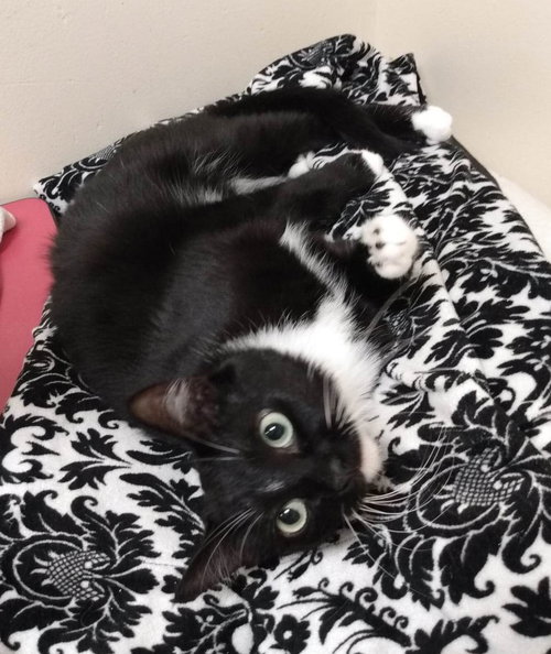 MJ - Tuxedo / Domestic Short Hair available for adoption