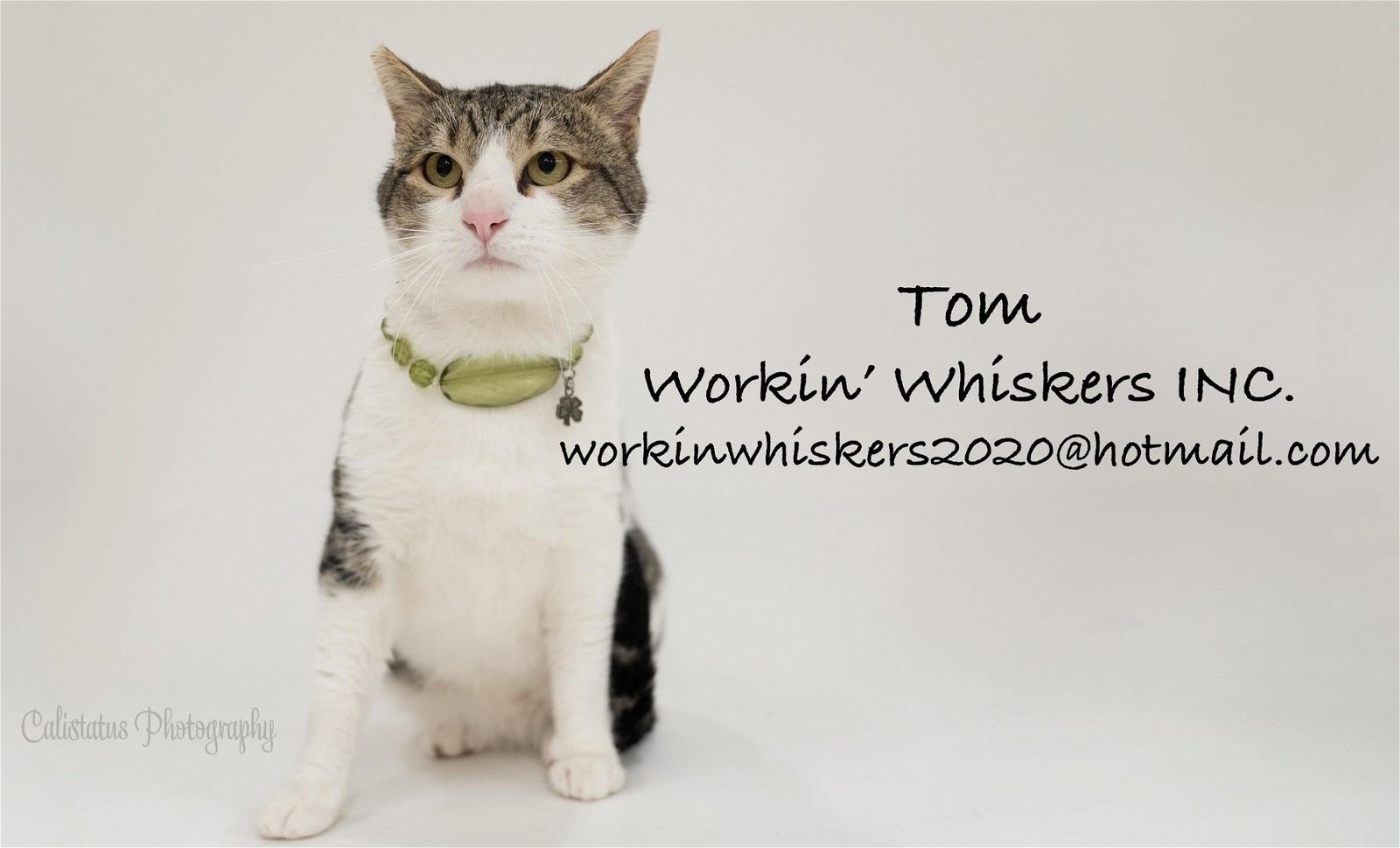 adoptable Cat in Hemet, CA named TOM