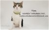 adoptable Cat in hemet, CA named TOM