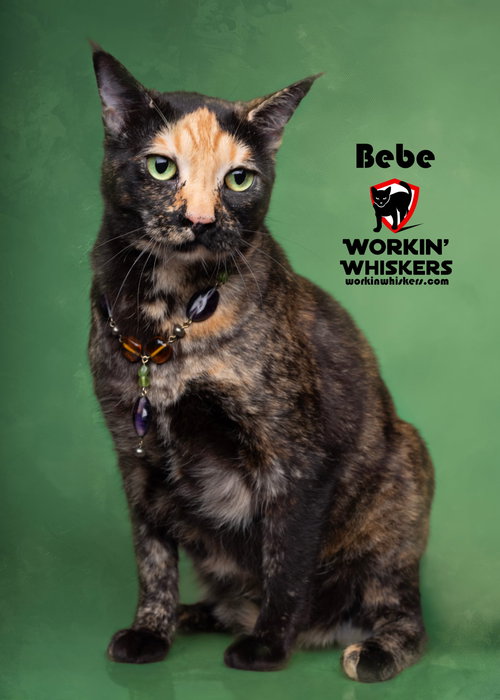 picture of the cat needing adoption