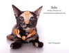 BEBE - Photo 8