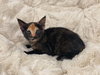 BEBE - Photo 9