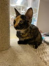 BEBE - Photo 10