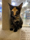 BEBE - Photo 12