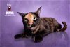 adoptable Cat in hemet, CA named BEBE