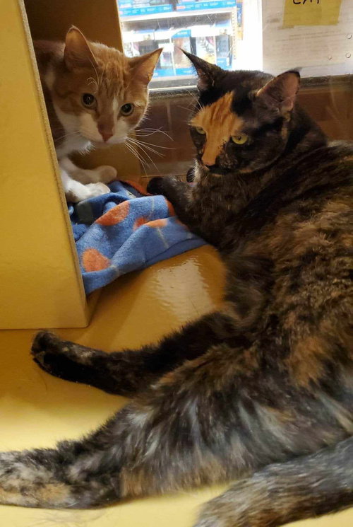BEBE - Tortoiseshell / Domestic Short Hair available for adoption