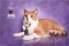 adoptable Cat in hemet, CA named COLTON