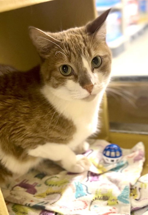 COLTON - Tabby / Domestic Short Hair available for adoption