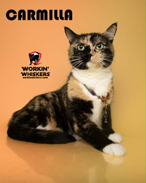 CARMILLA, Young Calico / Domestic Short Hair / Mixed (short coat), cat for adoption in Perris, California