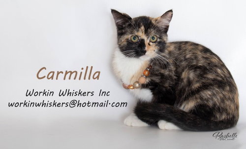 CARMILLA photo 8