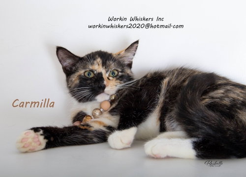 CARMILLA photo 14