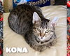 KONA - Photo 7
