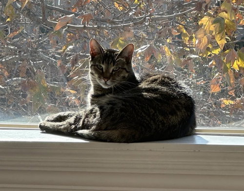 KONA - Egyptian Mau / Domestic Short Hair available for adoption