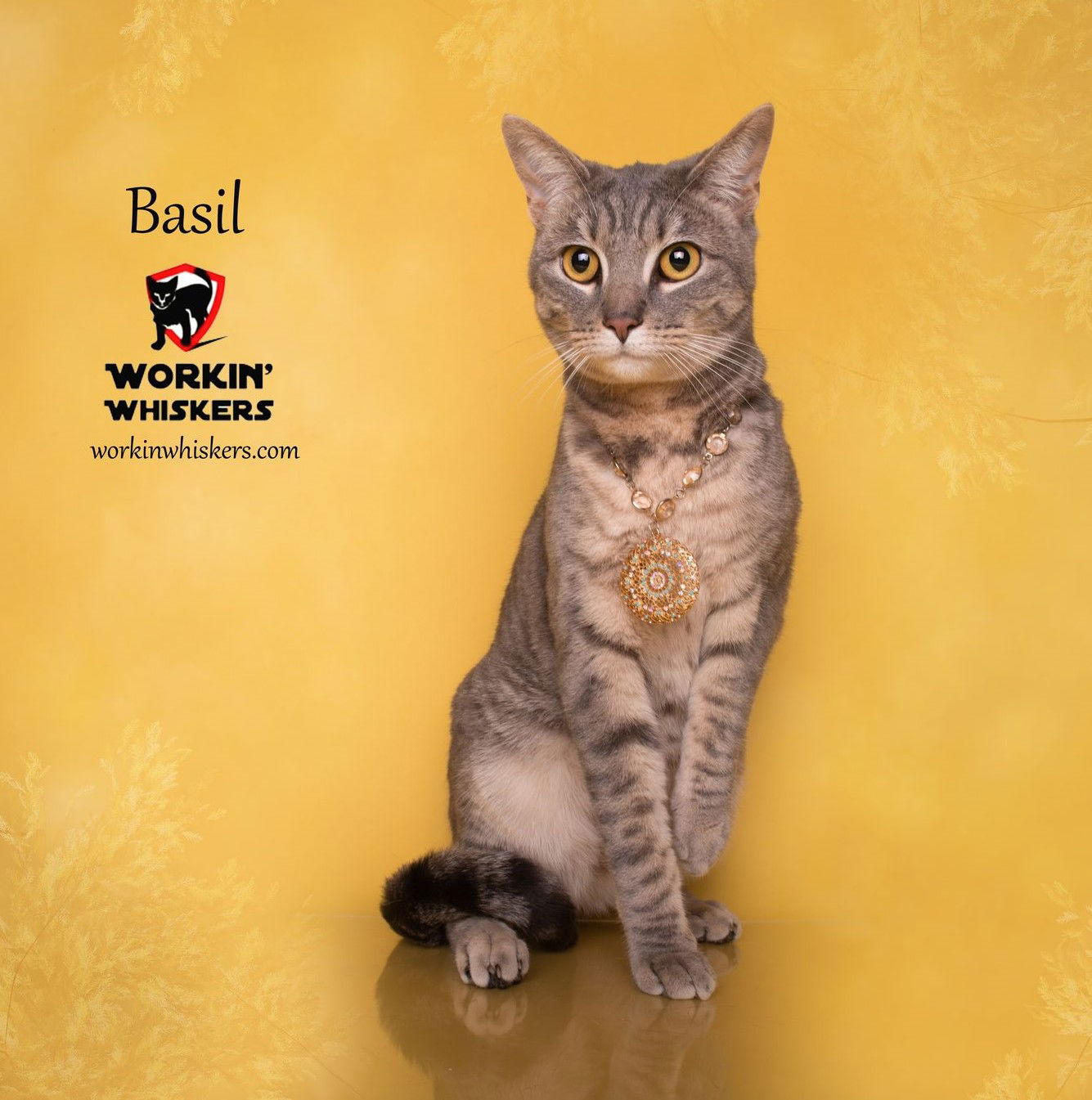 adoptable Cat in Hemet, CA named BASIL