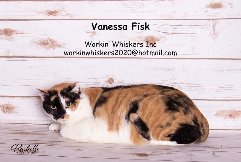 adoptable Cat in Hemet, CA named VANESSA FISK