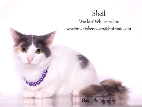 SHELL photo 5
