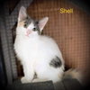 SHELL - Photo 9