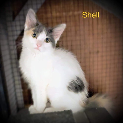 SHELL photo 9