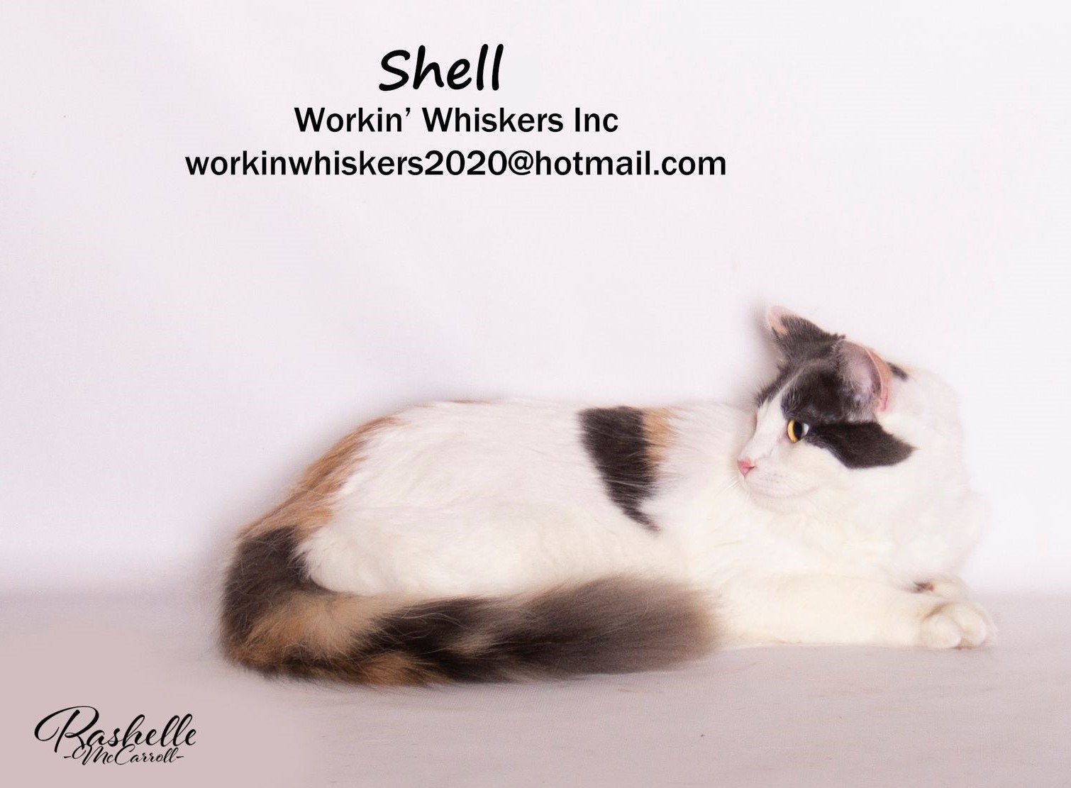 adoptable Cat in Hemet, CA named SHELL