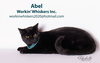 ABEL - Photo 8